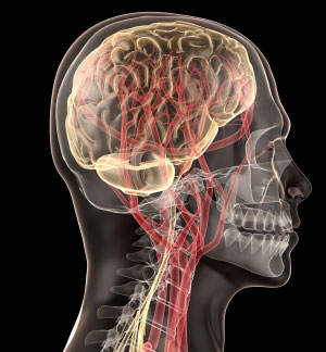 262948-head-and-neck